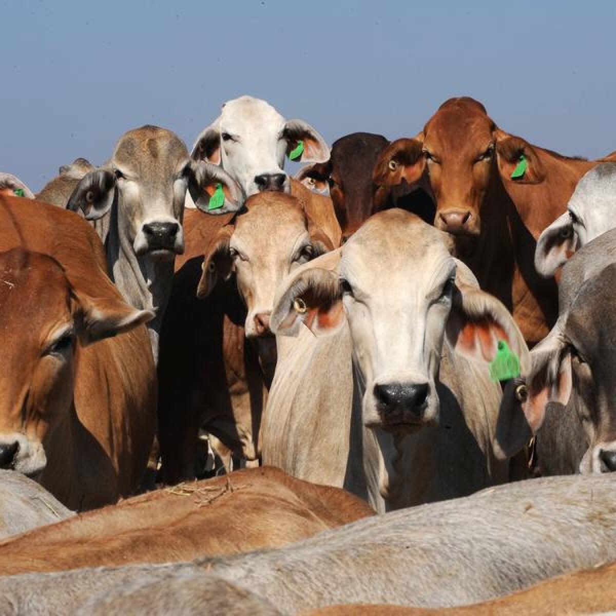 Brahman cattle (file image)