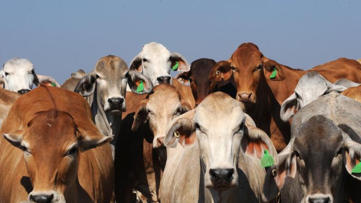 Brahman cattle (file image)