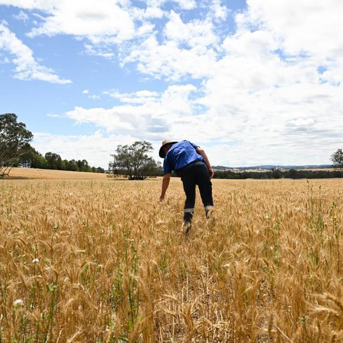 Alan Brown inspects crop in a wheat field at Borambola