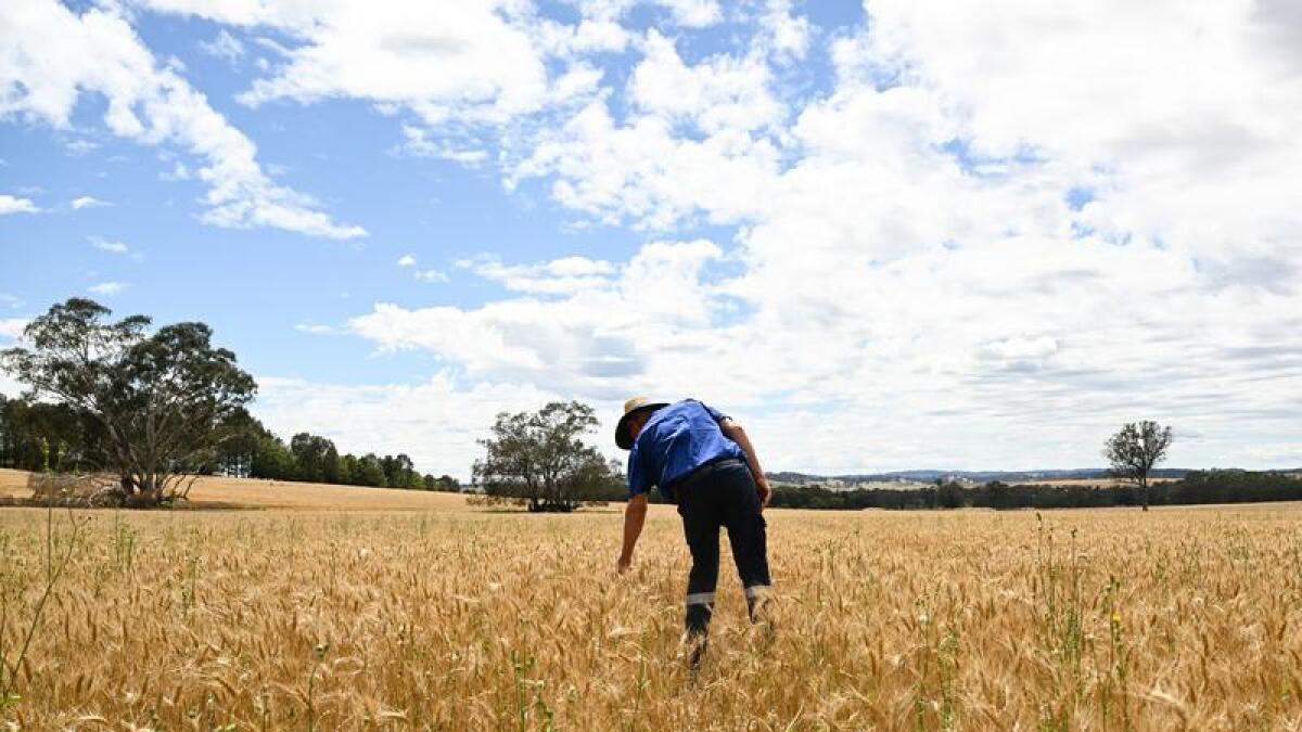 Alan Brown inspects crop in a wheat field at Borambola