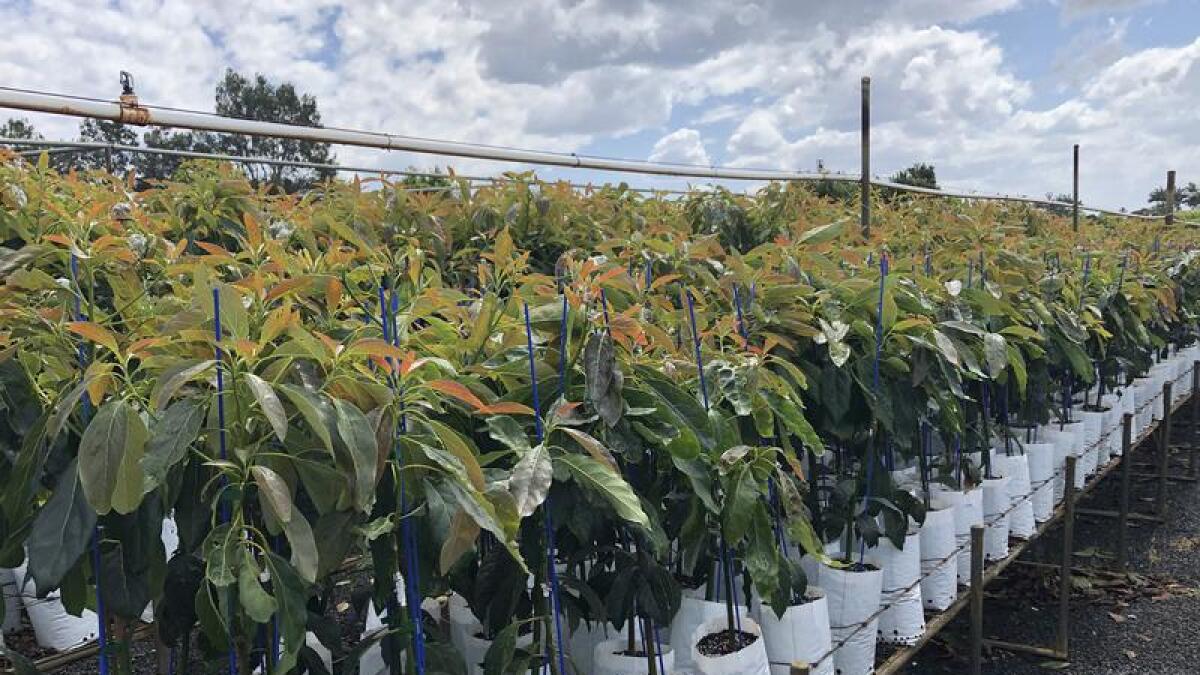 Avocado clonal trees are expected to hit mass production next year.