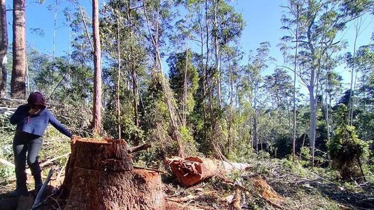 Hollow-bearing trees were illegally felled.