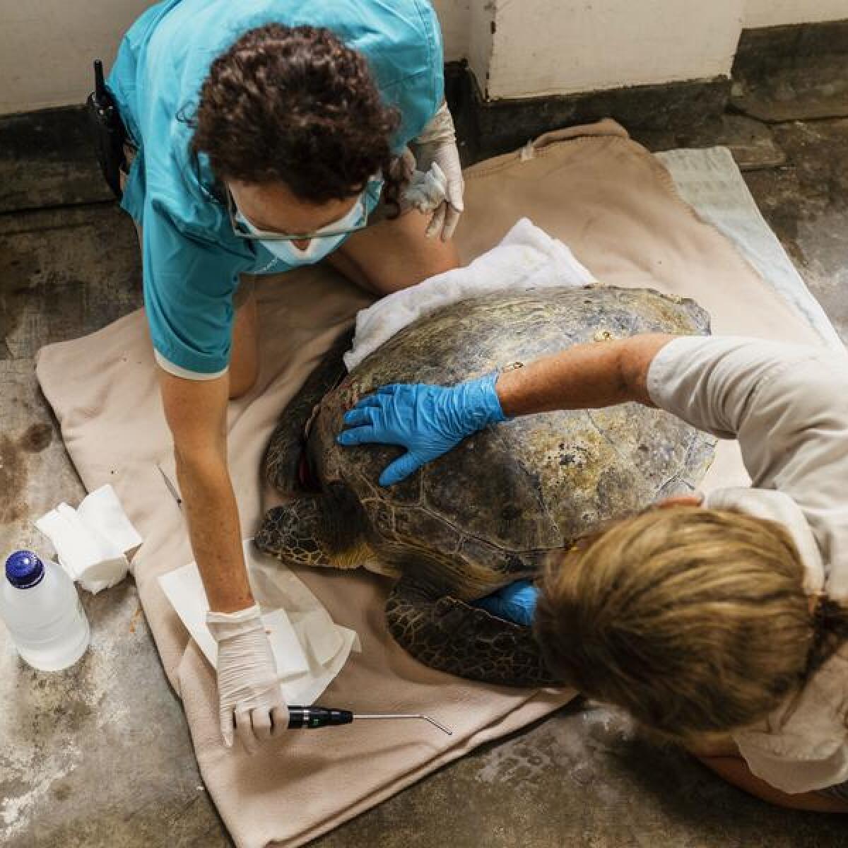 A turtle has had life-saving treatment at Taronga Wildlife Hospital.