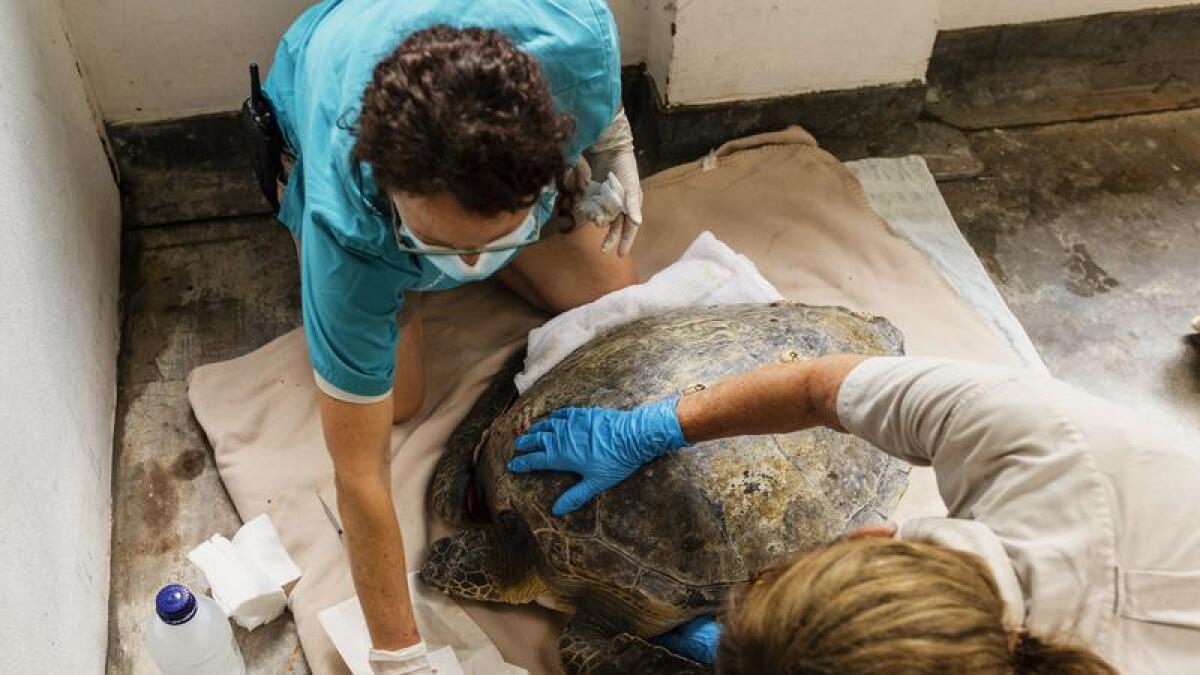 A turtle has had life-saving treatment at Taronga Wildlife Hospital.