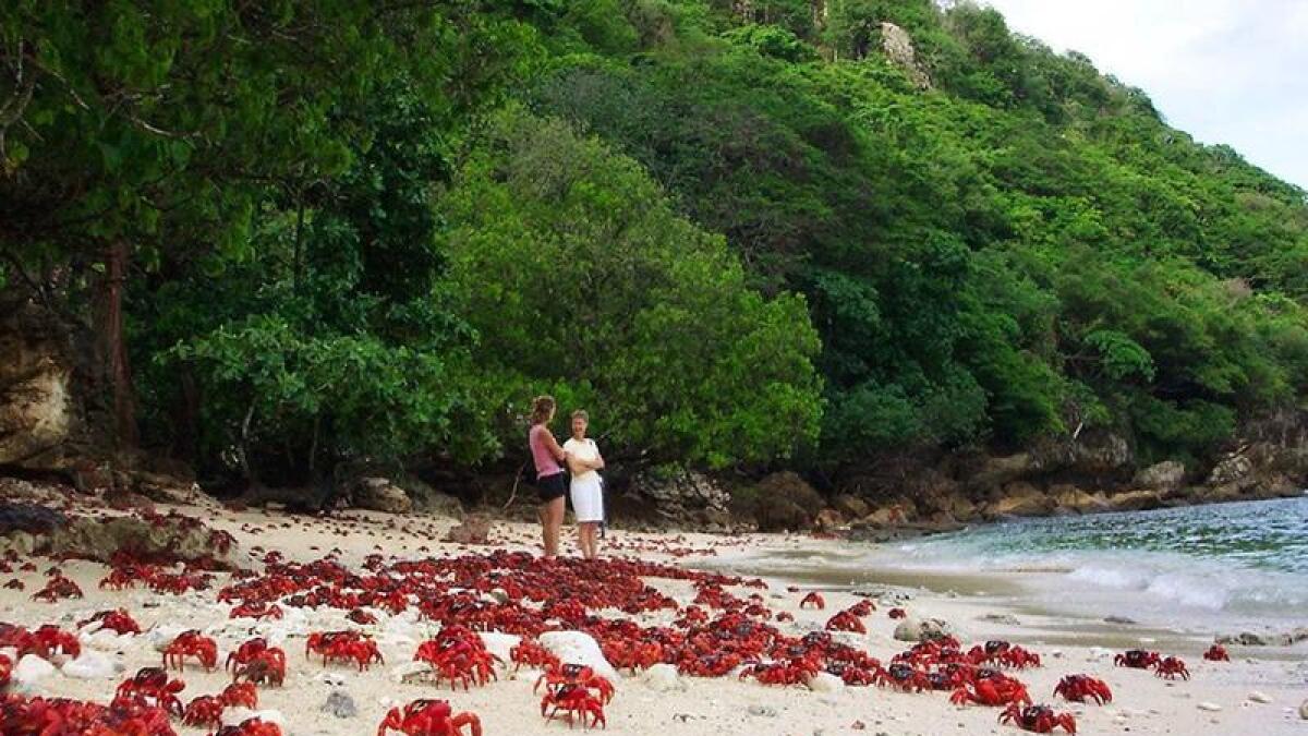 Christmas Island red crabs