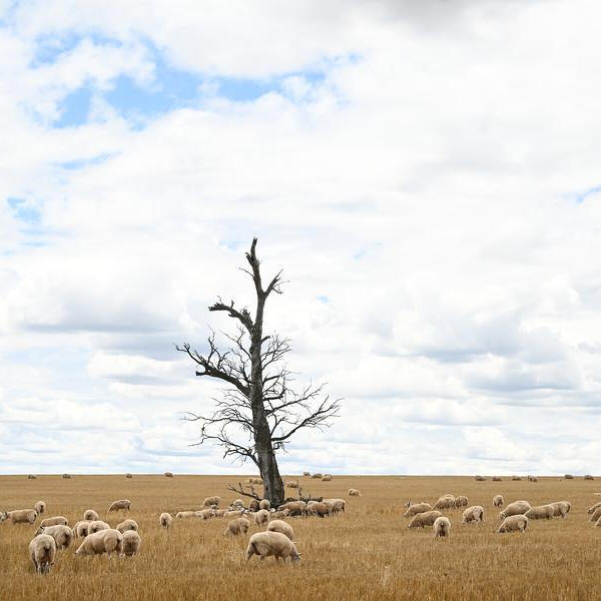 Sheep graze on wheat field