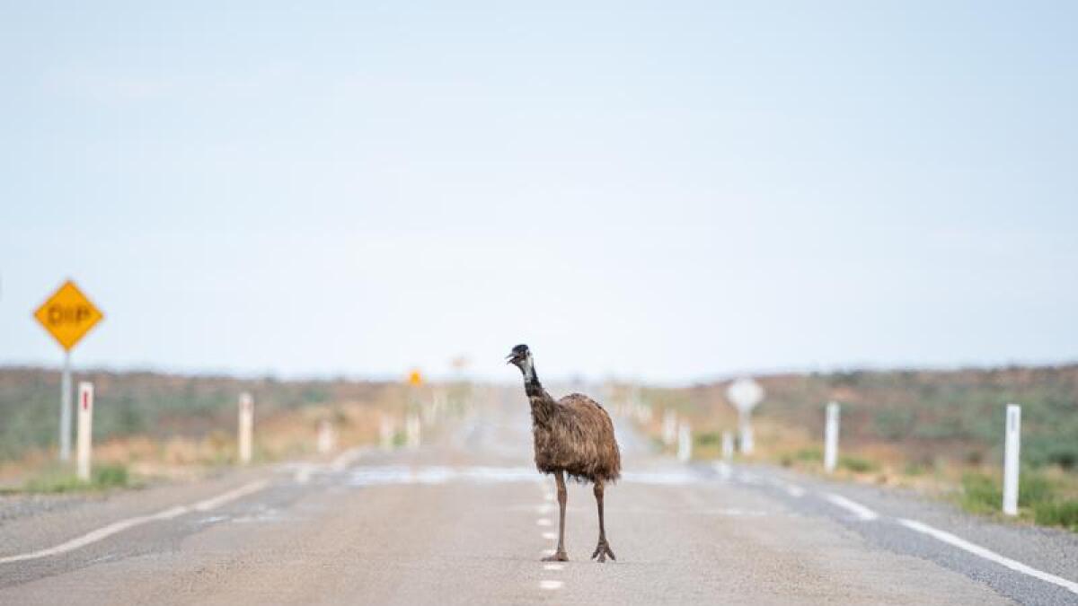 Emu on a hot road
