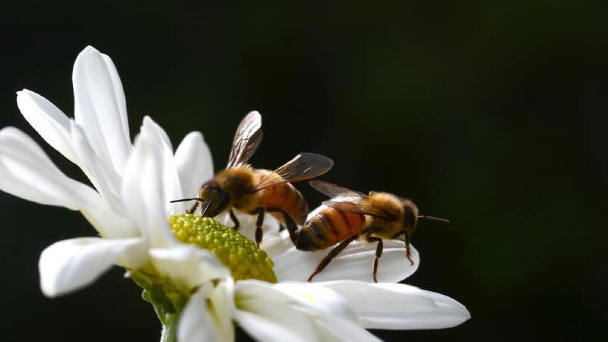 Honeybees on a flower.