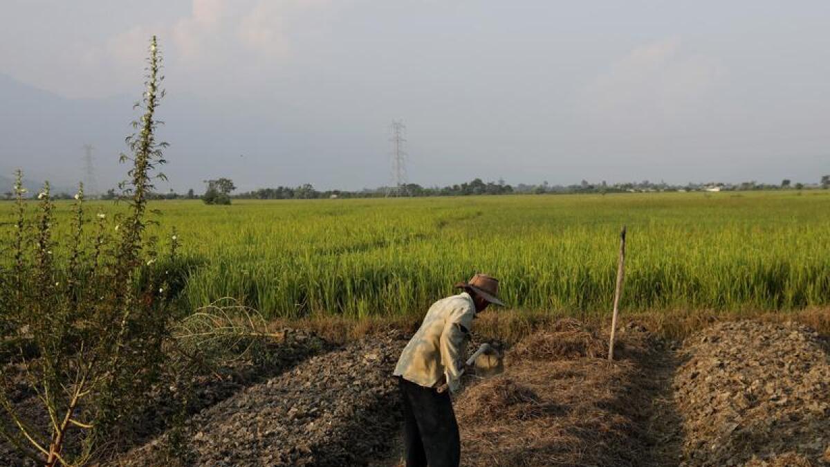 A Manipuri farmer works on a paddy field