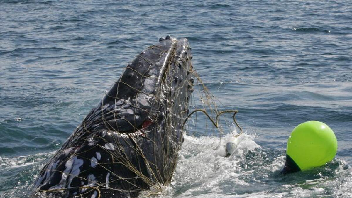 Whale caught in a shark net.