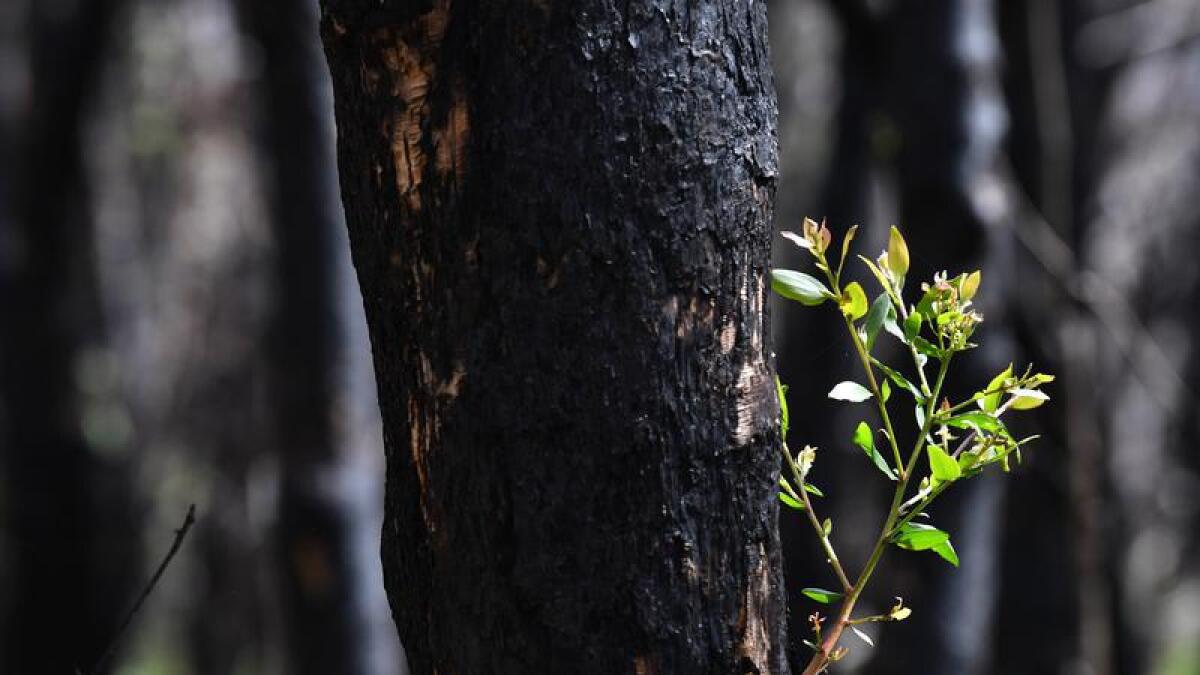 A Green shoot sprouts from the trunk of a bushfire affected tree