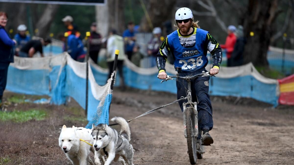 James Hipwell competing with his dogs at the Northern Victoria Sled Dog Club Annual Classic.