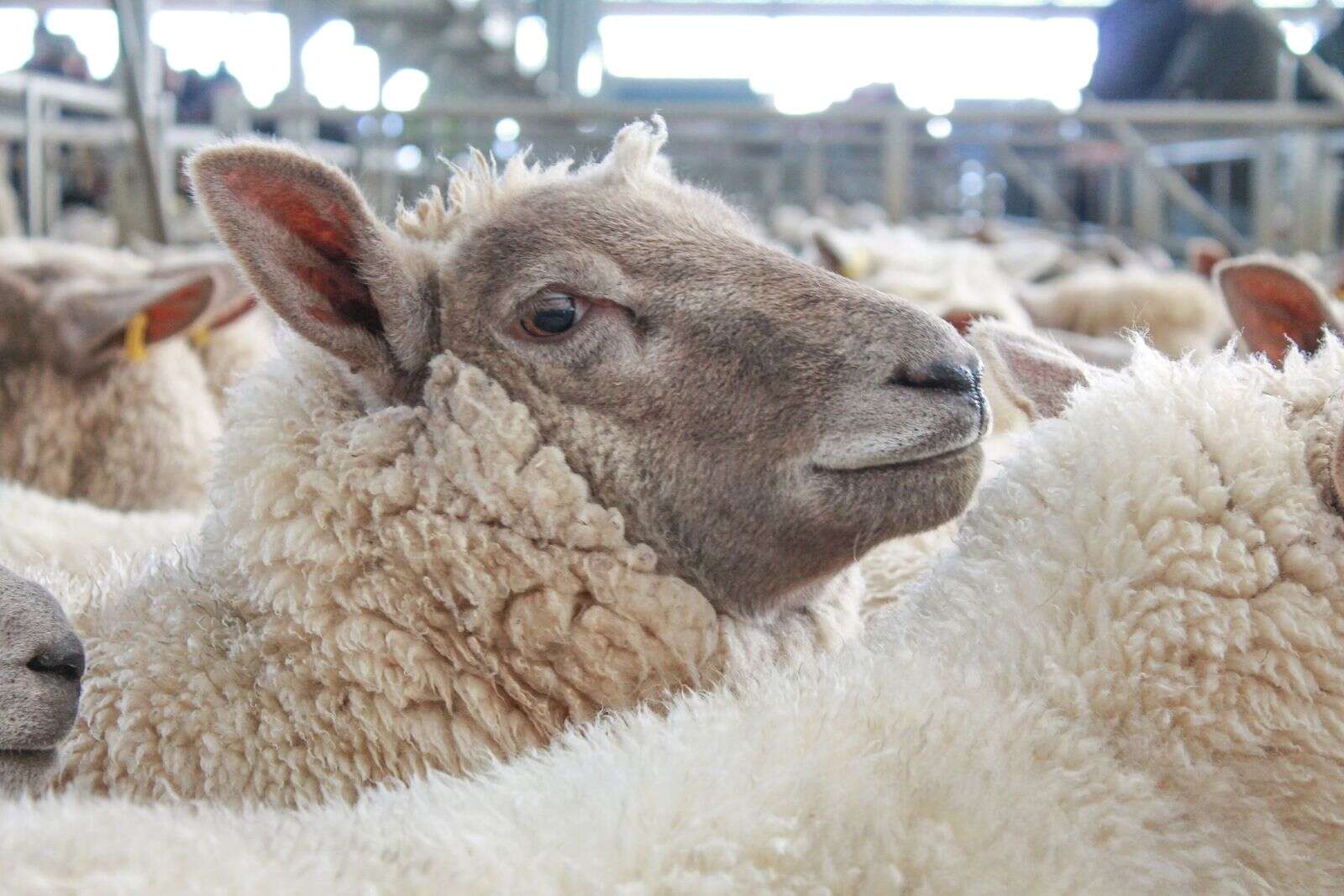 Deniliquin sheep sale report: | Shepparton News