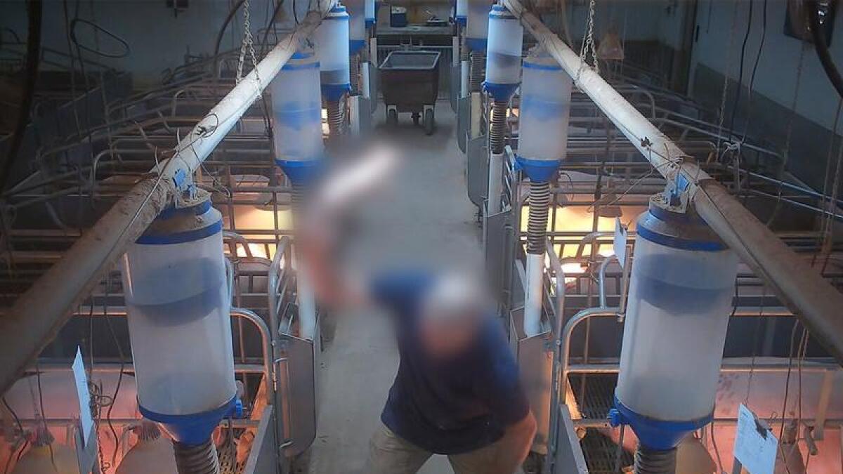 Footage of alleged animal cruelty at an abattoir