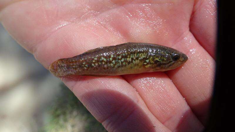 Native fish returned to Winton Wetlands on World Wetlands Day