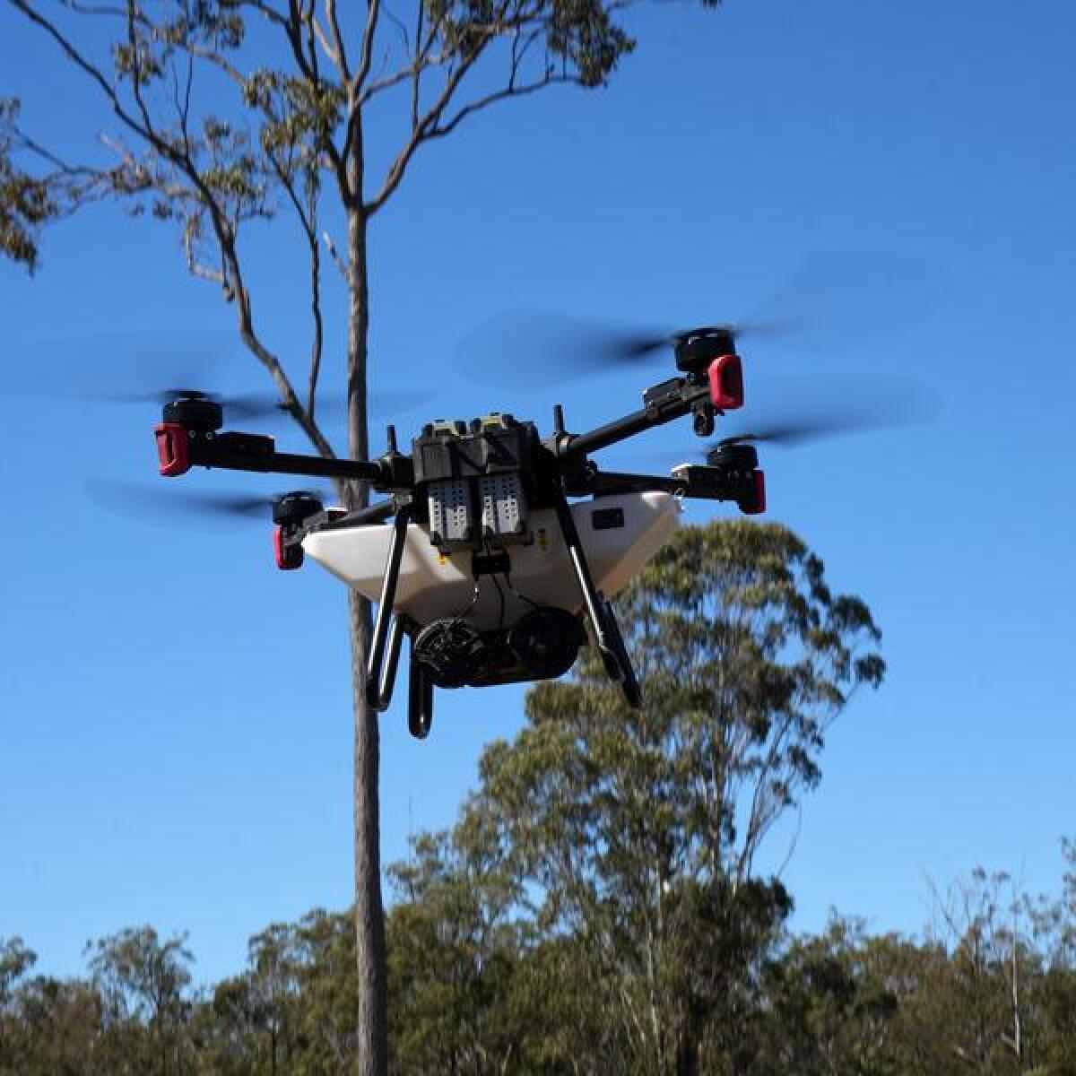 A drone that scatters bait to eliminate fire ants in Beaudesert