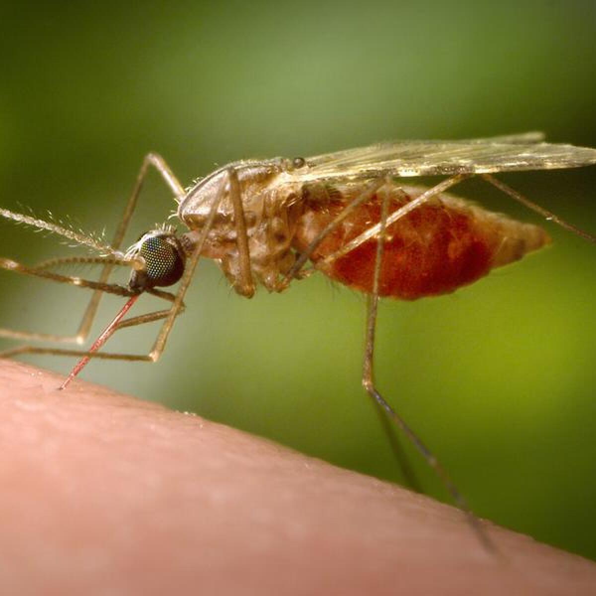A malarial mosquito.
