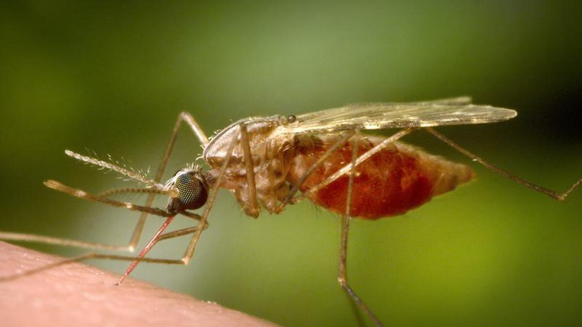 A malarial mosquito.