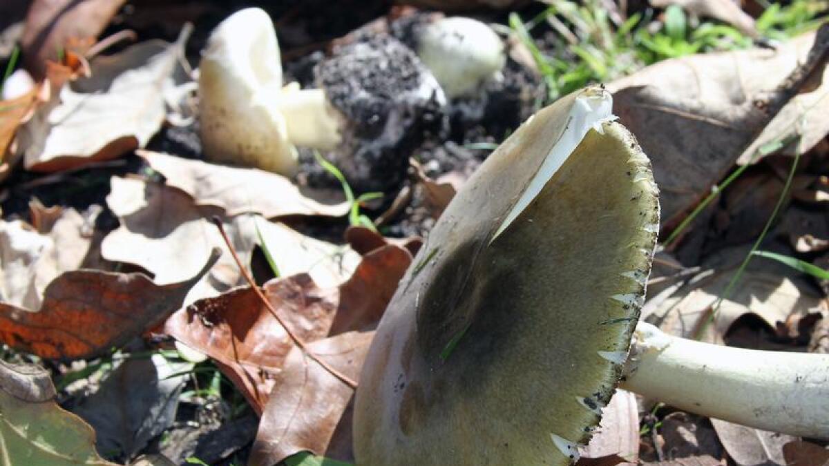 A deathcap mushroom