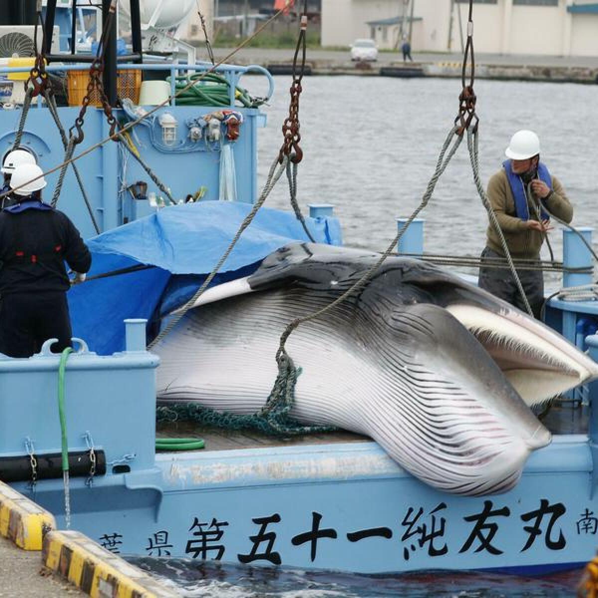 Minke whale unloaded from a vessel in Hokkaido