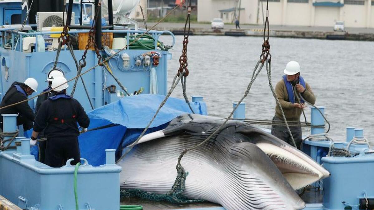 Minke whale unloaded from a vessel in Hokkaido