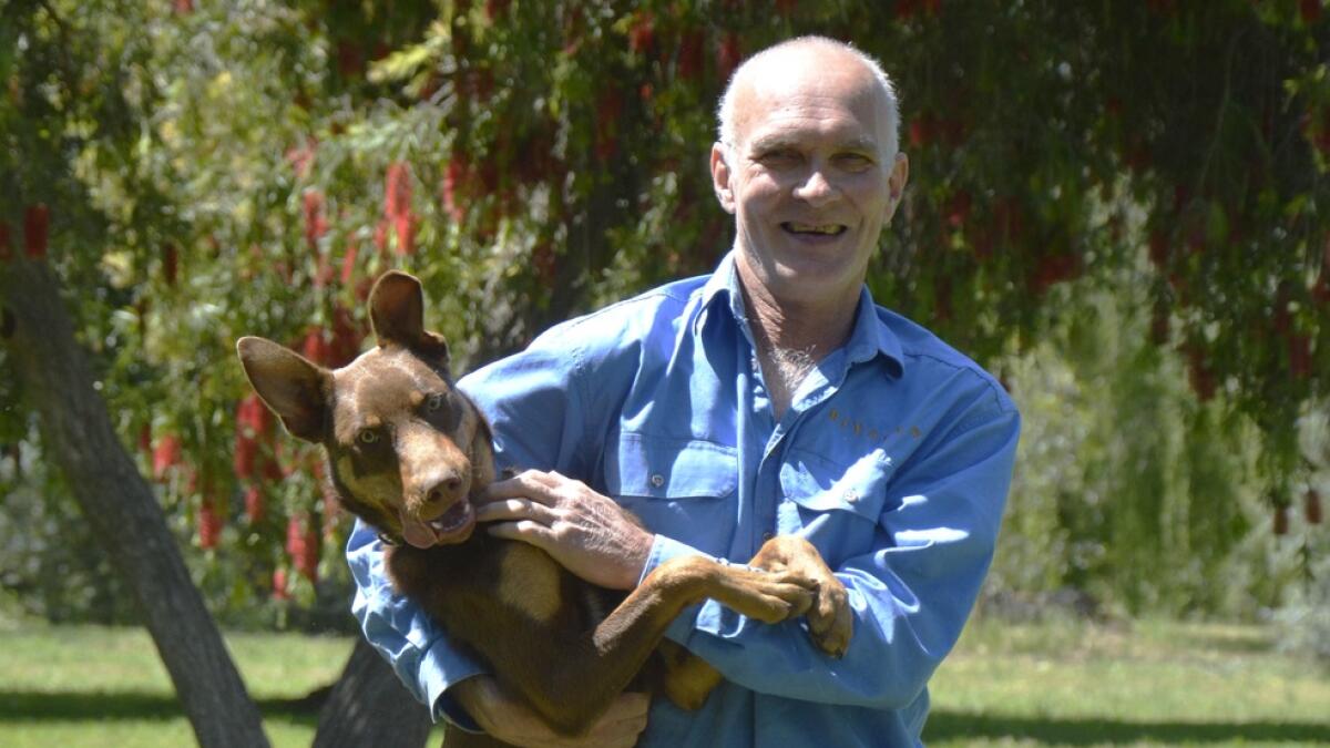 Red raring to round up: Paul Malcolm says the two new dogs are ready for sheep dog training.