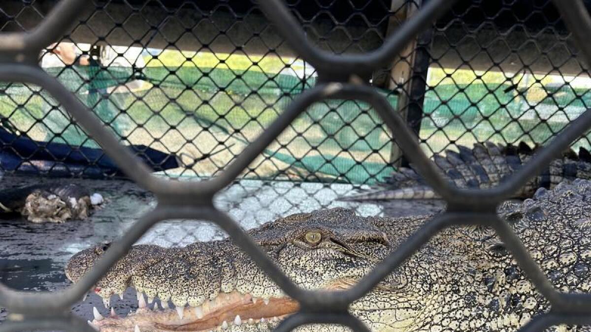 Crocodile removed in central Queensland