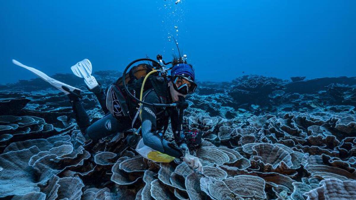 A pristine reef of rose corals has been found off the coast of Tahiti.
