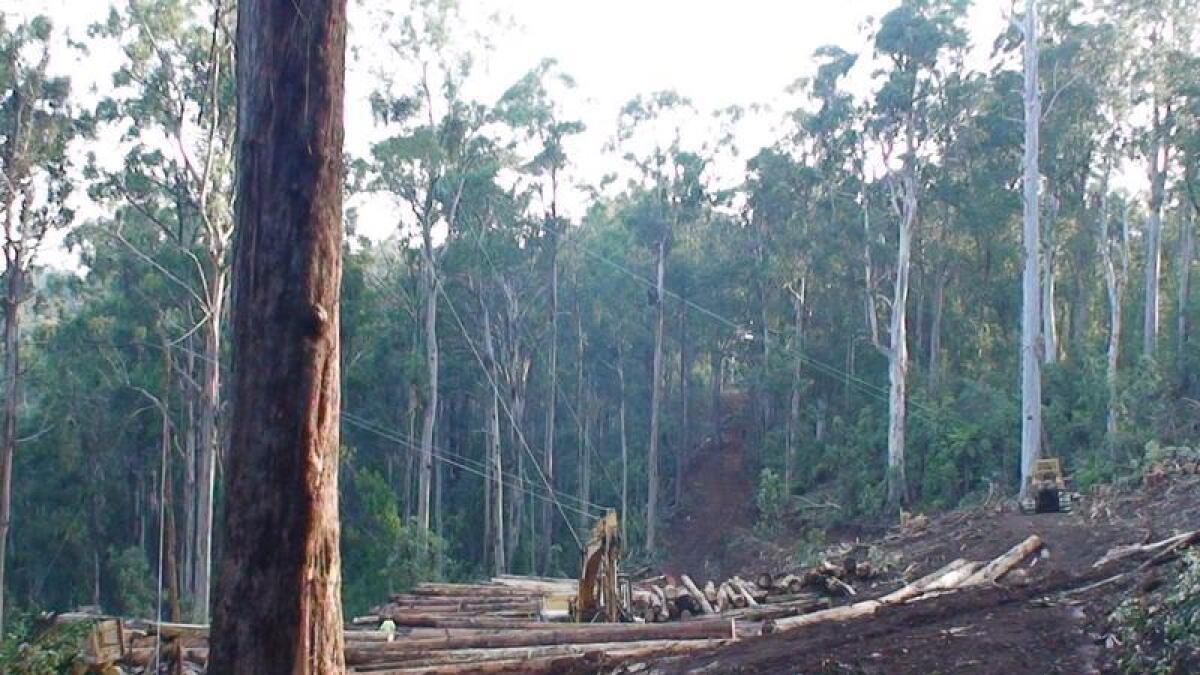 A logging site in Victoria (file image)