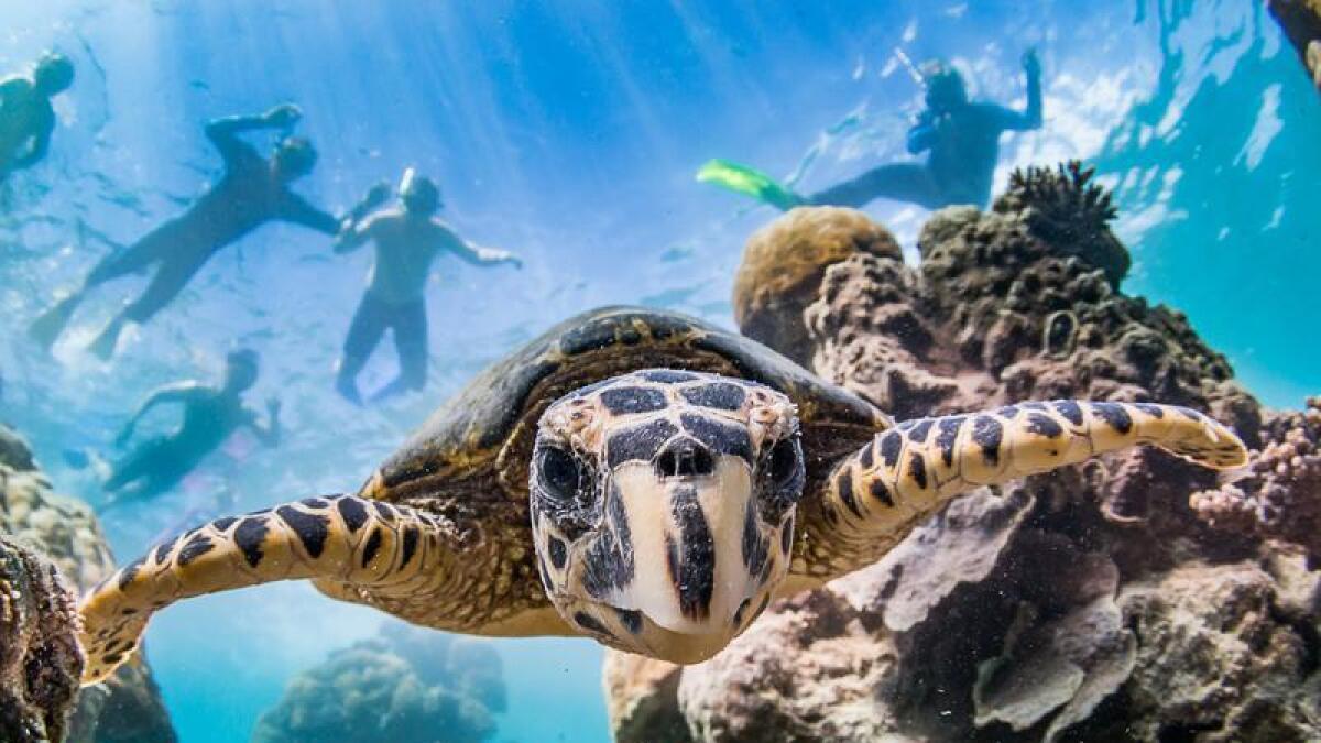 A turtle swimming on Ningaloo Reef