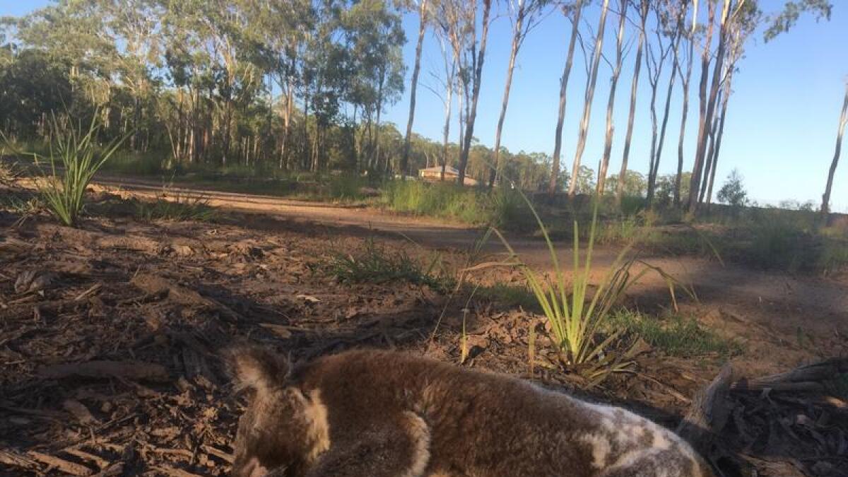 Dead koala after land clearing in Queensland (file image)