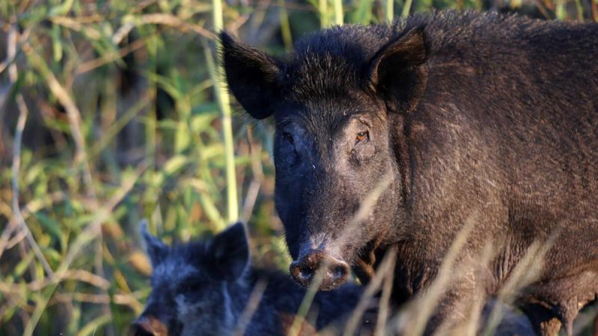 Feral pigs cause significant damage to Australia's agriculture.
