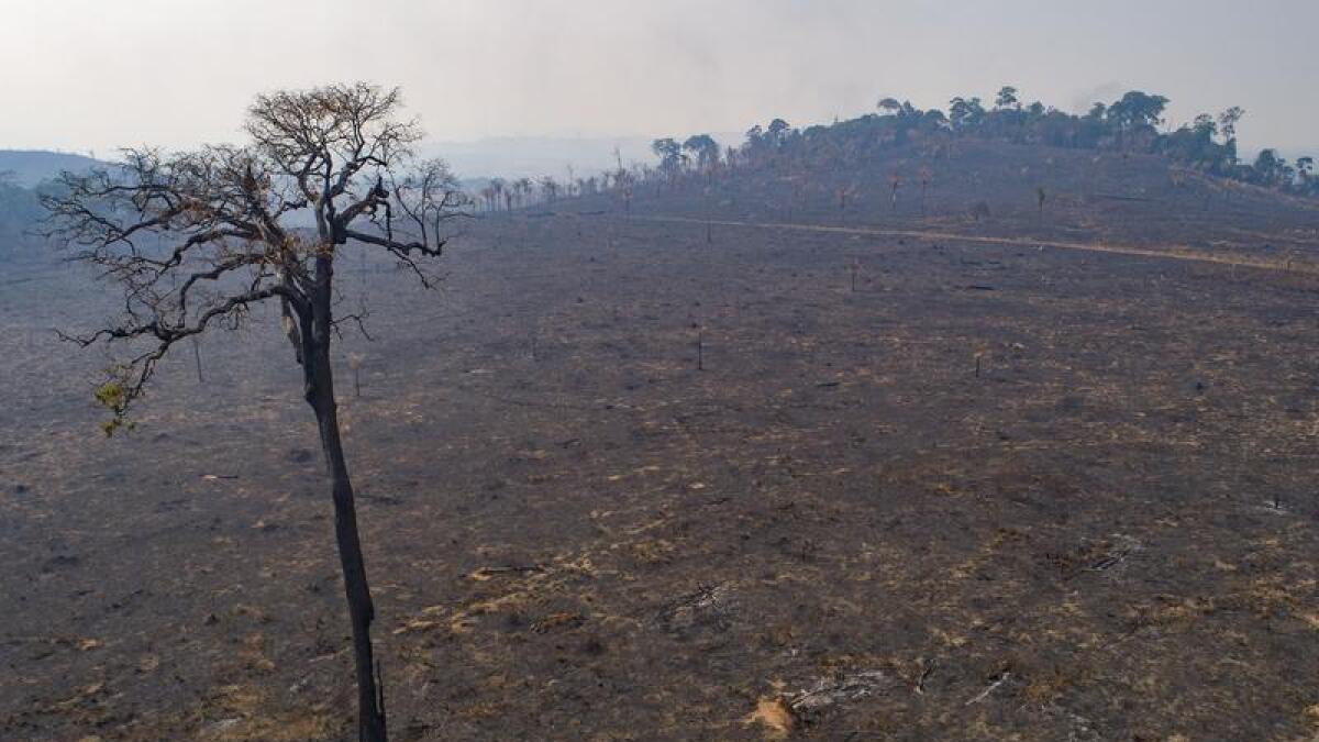 Land burnt and deforested by cattle farmers in Brazil 