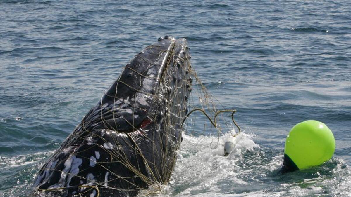 A juvenile humpback whale entangled in a shark net. (file)